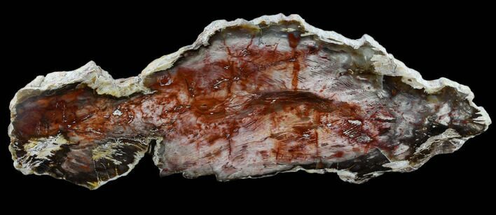 Vibrant, Polished Petrified Wood Slab - Cherry Creek, NV #118053